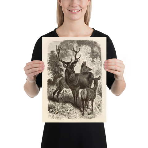 Red Deer Family - 1877 Lithograph Reprint