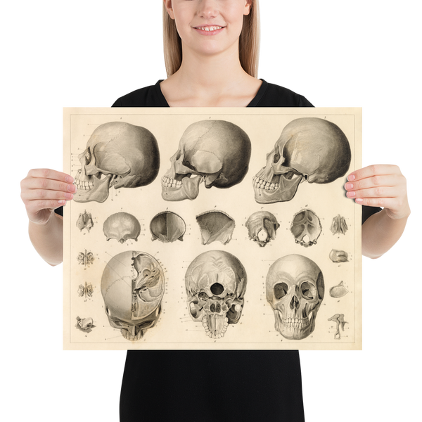 Antique Anthropology Print - Sections of the Human Skull