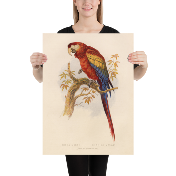 Antique Natural History Print of The Scarlet Macaw Parrot