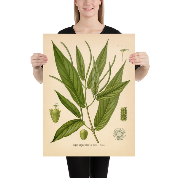 Spiked Pepper Spice Plant (Piper Augustifolium) - Botanical Print