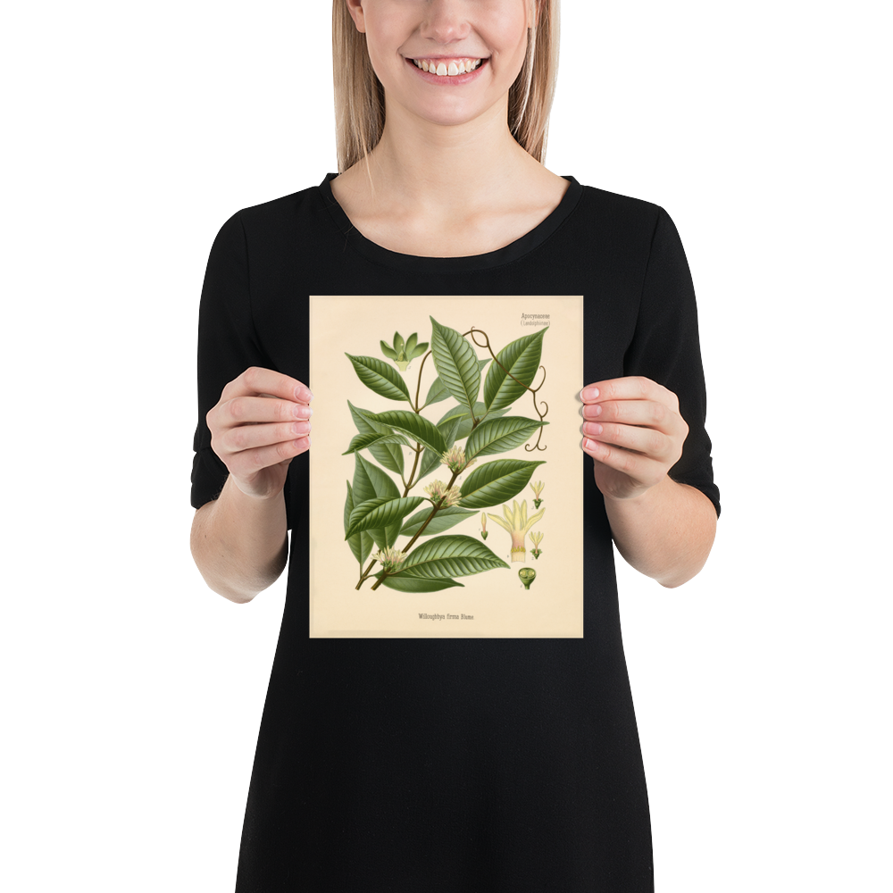 Jugle Liana Medicinal Plant (Willughbeia Firma) - Botanical Print