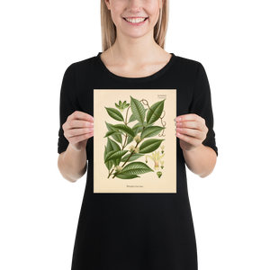 Jugle Liana Medicinal Plant (Willughbeia Firma) - Botanical Print